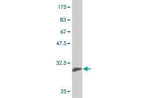 Western Blot detection against Immunogen (34 KDa) .