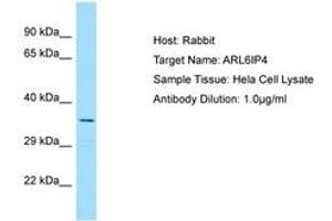 Image no. 1 for anti-ADP-Ribosylation-Like Factor 6 Interacting Protein 4 (ARL6IP4) (AA 198-247) antibody (ABIN6750156) (ARL6IP4 Antikörper  (AA 198-247))