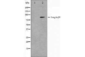 Western blot analysis on COS7 cell lysate using Integrin beta-5 Antibody. (Integrin beta 5 Antikörper  (C-Term))