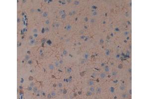 IHC-P analysis of Mouse Tissue, with DAB staining. (TNFRSF19 Antikörper  (AA 222-363))