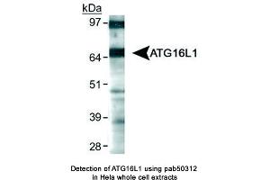 Image no. 1 for anti-ATG16 Autophagy Related 16-Like 1 (ATG16L1) (AA 1-100) antibody (ABIN363621) (ATG16L1 Antikörper  (AA 1-100))