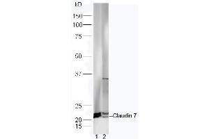 Lane 1: Mouse intestinal lysates Lane 2: Mouse brain lysates probed with Anti-Claudin 7 Polyclonal Antibody, Unconjugated (ABIN1714512) at 1:300 in 4˚C. (Claudin 7 Antikörper  (AA 21-100))