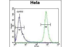 TRPC3 Antibody (N-term) 10175a flow cytometric analysis of Hela cells (right histogram) compared to a negative control cell (left histogram).