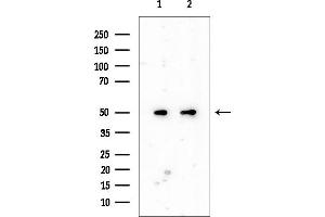 anti-Fas Associated Factor Family Member 2 (FAF2) (Internal Region) antibody