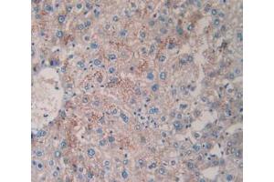 IHC-P analysis of Human Liver Tissue, with DAB staining. (TPSAB1 Antikörper  (AA 161-262))