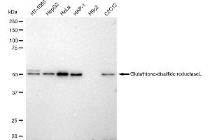 Western blotting analysis using Glutathione-disulfide reductase antibody (ABIN7798754).