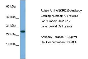 WB Suggested Anti-ANKRD39  Antibody Titration: 0. (ANKRD39 Antikörper  (N-Term))
