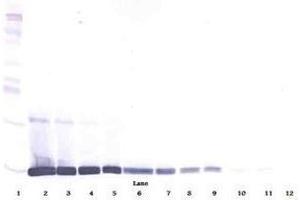 Image no. 3 for anti-Leptin (LEP) antibody (ABIN465028) (Leptin Antikörper)