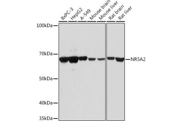 NR5A2 + LRH1 Antikörper  (AA 1-140)