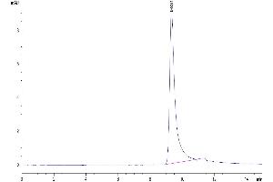 The purity of Human IGFBP2 is greater than 95 % as determined by SEC-HPLC. (IGFBP2 Protein (AA 36-325) (His tag))