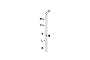 Anti-SEG Antibody (Center) at 1:1000 dilution + T47D whole cell lysate Lysates/proteins at 20 μg per lane. (SEMA3G Antikörper  (AA 216-244))