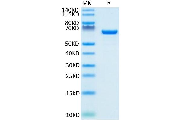 Albumin Protein (ALB) (AA 25-609) (His-Avi Tag,Biotin)