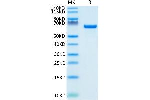 Biotinylated Human Serum Albumin on Tris-Bis PAGE under reduced condition. (Albumin Protein (ALB) (AA 25-609) (His-Avi Tag,Biotin))