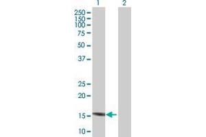 Western Blot analysis of C7orf44 expression in transfected 293T cell line by C7orf44 MaxPab polyclonal antibody. (C7orf44 Antikörper  (AA 1-146))