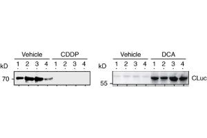 anti-Luciferase (Luc) (AA 1-168) antibody