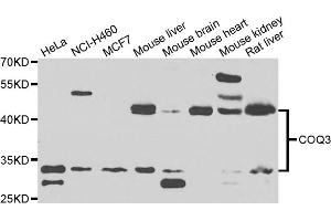 Western blot analysis of extracts of various cell lines, using COQ3 antibody. (COQ3 Antikörper)