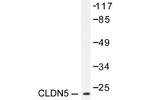 Image no. 1 for anti-Claudin 5 (CLDN5) antibody (ABIN265364) (Claudin 5 Antikörper)