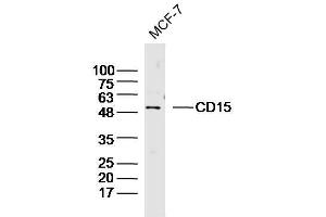 Western Blotting (WB) image for anti-Fucosyltransferase 4 (Alpha (1,3) Fucosyltransferase, Myeloid-Specific) (FUT4) (AA 251-295) antibody (ABIN733193)