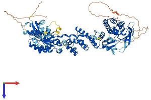 RHOBTB2 Protein (AA 1-728) (His tag)