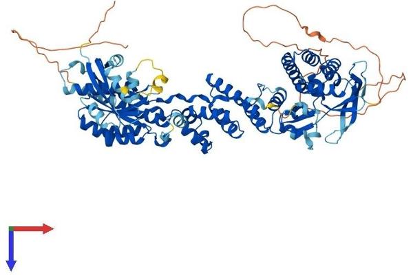 RHOBTB2 Protein (AA 1-728) (His tag)