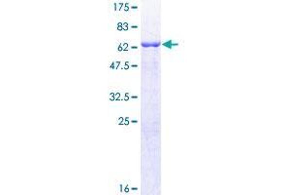 CRELD2 Protein (AA 1-321) (GST tag)