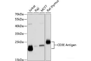 Western blot analysis of extracts of various cell lines using CD3E Antigen Polyclonal Antibody at dilution of 1:1000. (CD3 epsilon Antikörper)