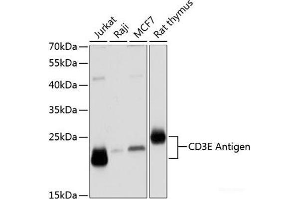 CD3 epsilon 抗体