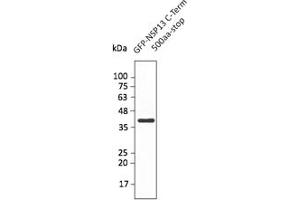 Western Blotting (WB) image for anti-SARS-CoV-2 Helicase (NSP13) (HEL) (C-Term) antibody (ABIN7273005) (SARS-CoV-2 NSP13 Antikörper  (C-Term))