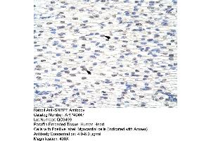 Rabbit Anti-SNRPFAntibody  Paraffin Embedded Tissue: Human Heart Cellular Data: Myocardial cells Antibody Concentration: 4. (SNRPF Antikörper  (N-Term))