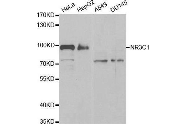 Glucocorticoid Receptor antibody  (AA 1-280)