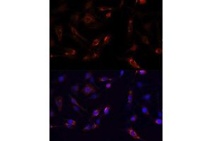 Immunofluorescence (IF) image for anti-PTK2 Protein tyrosine Kinase 2 (PTK2) (AA 700-800) antibody (ABIN6146423)