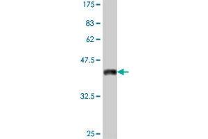 Western Blot detection against Immunogen (38. (MYOD1 Antikörper  (AA 211-320))