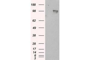 Image no. 5 for anti-Amyloid beta (A4) Precursor Protein (APP) antibody (ABIN1496876) (APP Antikörper)