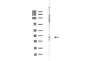 Western blot analysis of lysates from RAW264.