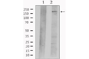 Western blot analysis of extracts from mouse brain, using Nestin  Antibody. (Nestin Antikörper  (C-Term))