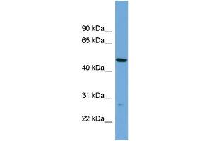 WB Suggested Anti-PNMAL1 Antibody Titration: 0. (PNMA-Like 1 Antikörper  (Middle Region))