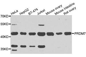 Western blot analysis of extracts of various cell lines, using PRDM7 antibody. (PRDM7 Antikörper  (AA 210-310))