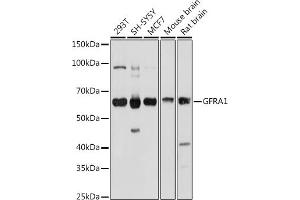 Western blot analysis of extracts of various cell lines, using GFR antibody (ABIN6127950, ABIN6141065, ABIN6141066 and ABIN6221017) at 1:1000 dilution. (GFRA1 Antikörper  (AA 25-280))
