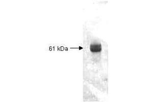 Both the antiserum and IgG fractions of anti-Carboxypeptidase Y (Baker's Yeast) are shown to detect under reducing conditions of SDS-PAGE the 61,000 dalton enzyme in cellular extracts. (CPY Antikörper)