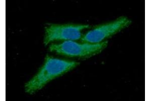 ICC/IF analysis of Peroxiredoxin3 in HeLa cells line, stained with DAPI (Blue) for nucleus staining and monoclonal anti-human Peroxiredoxin3 antibody (1:100) with goat anti-mouse IgG-Alexa fluor 488 conjugate (Green).