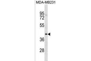 TOX2 Antibody (Center) (ABIN1881895 and ABIN2838436) western blot analysis in MDA-M cell line lysates (35 μg/lane). (TOX2 Antikörper  (AA 286-312))