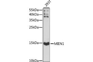 Western blot analysis of extracts of 293T cells, using MIEN1 antibody (ABIN7266377) at 1:1000 dilution. (C17orf37 Antikörper  (AA 1-115))