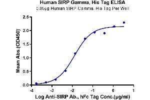 Immobilized Human SIRP Gamma at 0.