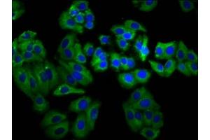 Immunofluorescence staining of HepG2 cells with ABIN7160335 at 1:66, counter-stained with DAPI. (MEGF8 Antikörper  (AA 495-663))