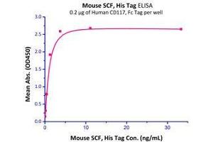 Immobilized Human CD117, Fc Tag (Cat# CD7-H5255) at 2 μg/mL (100 μl/well) can bind Mouse SCF, His Tag (Cat# SCF-M5228) with a linear range of 0. (KIT Ligand Protein (KITLG) (AA 26-189) (His tag))