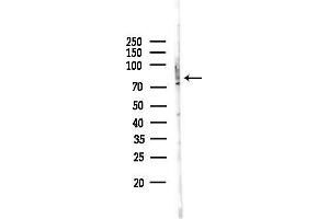 anti-G Protein-Coupled Receptor 115 (GPR115) (C-Term) antibody