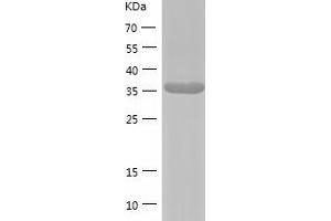 MAPK12 Protein (AA 1-367) (His tag)