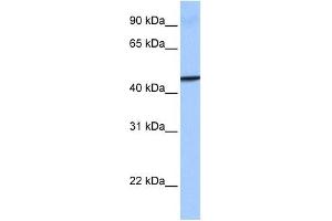 GBP4 antibody used at 1 ug/ml to detect target protein. (GBP4 Antikörper  (Middle Region))