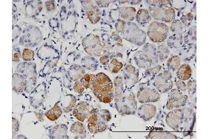 Immunoperoxidase of monoclonal antibody to ANGPT4 on formalin-fixed paraffin-embedded human salivary gland. (Angiopoietin 4 Antikörper  (AA 25-111))
