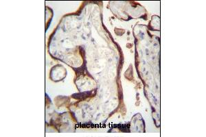 CSHL1 Antibody (C-term)  immunohistochemistry analysis in formalin fixed and paraffin embedded human placenta tissue followed by peroxidase conjugation of the secondary antibody and DAB staining. (CSHL1 Antikörper  (C-Term))